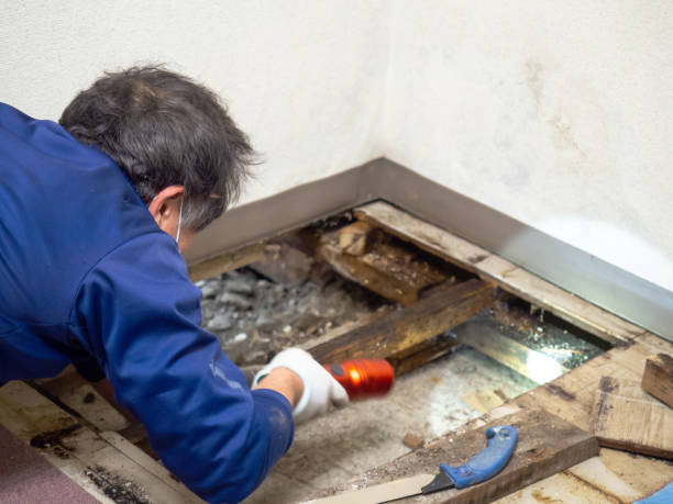 Best Mold Cleaning Services  in Calhoun City, MS