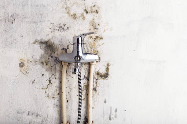 Best Toxic Mold Removal  in Calhoun City, MS