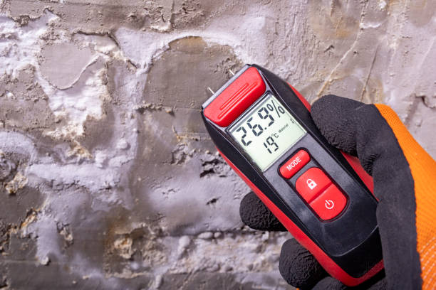 Best Affordable Mold Removal  in Calhoun City, MS