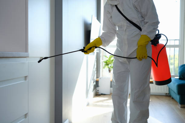 Best Attic Mold Removal  in Calhoun City, MS
