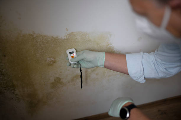 Best Mold Removal Company Near Me  in Calhoun City, MS