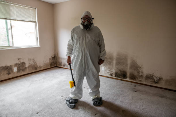 Best Local Mold Removal Service  in Calhoun City, MS