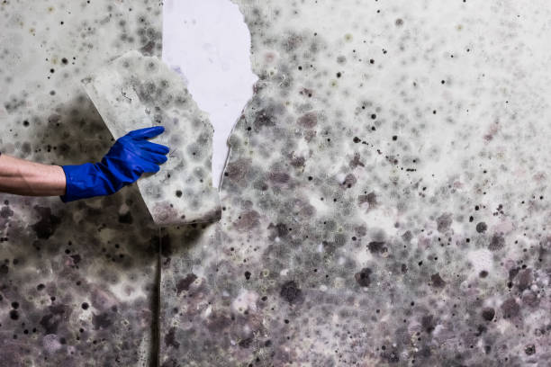 Best Best Mold Removal Companies  in Calhoun City, MS