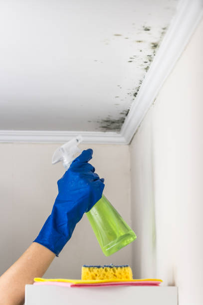 Best Crawl Space Mold Removal  in Calhoun City, MS